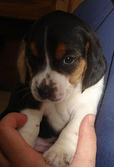 What a cute little beagle puppy.